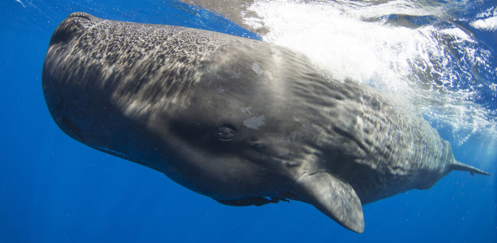 CETI: Understanding whale language and culture - Joseph DelPreto